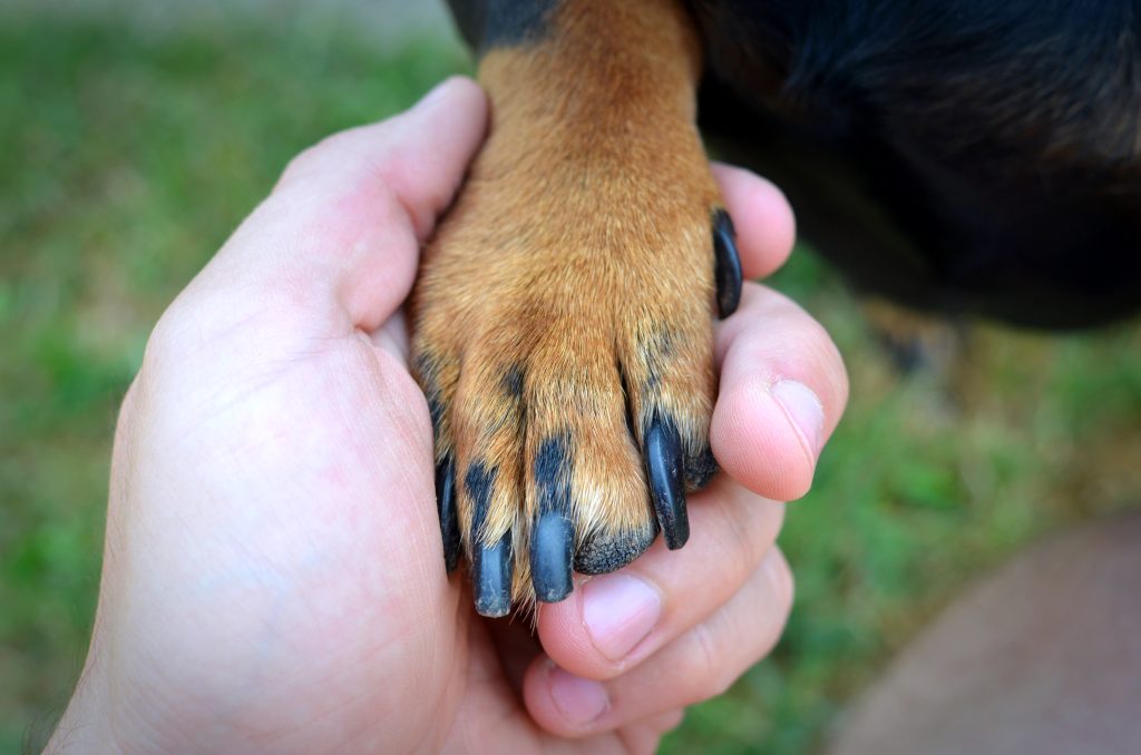 Why are my dog’s nails splitting
