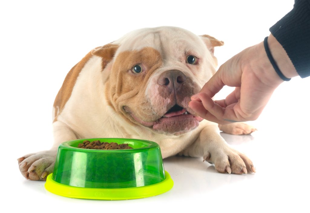 Why Is My Dog Not Eating Enough But Drinking Water Properly?