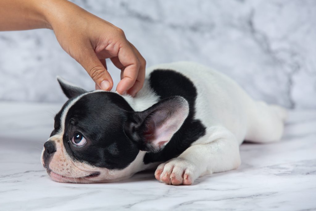 what to do when your dog is pregnant for the first time