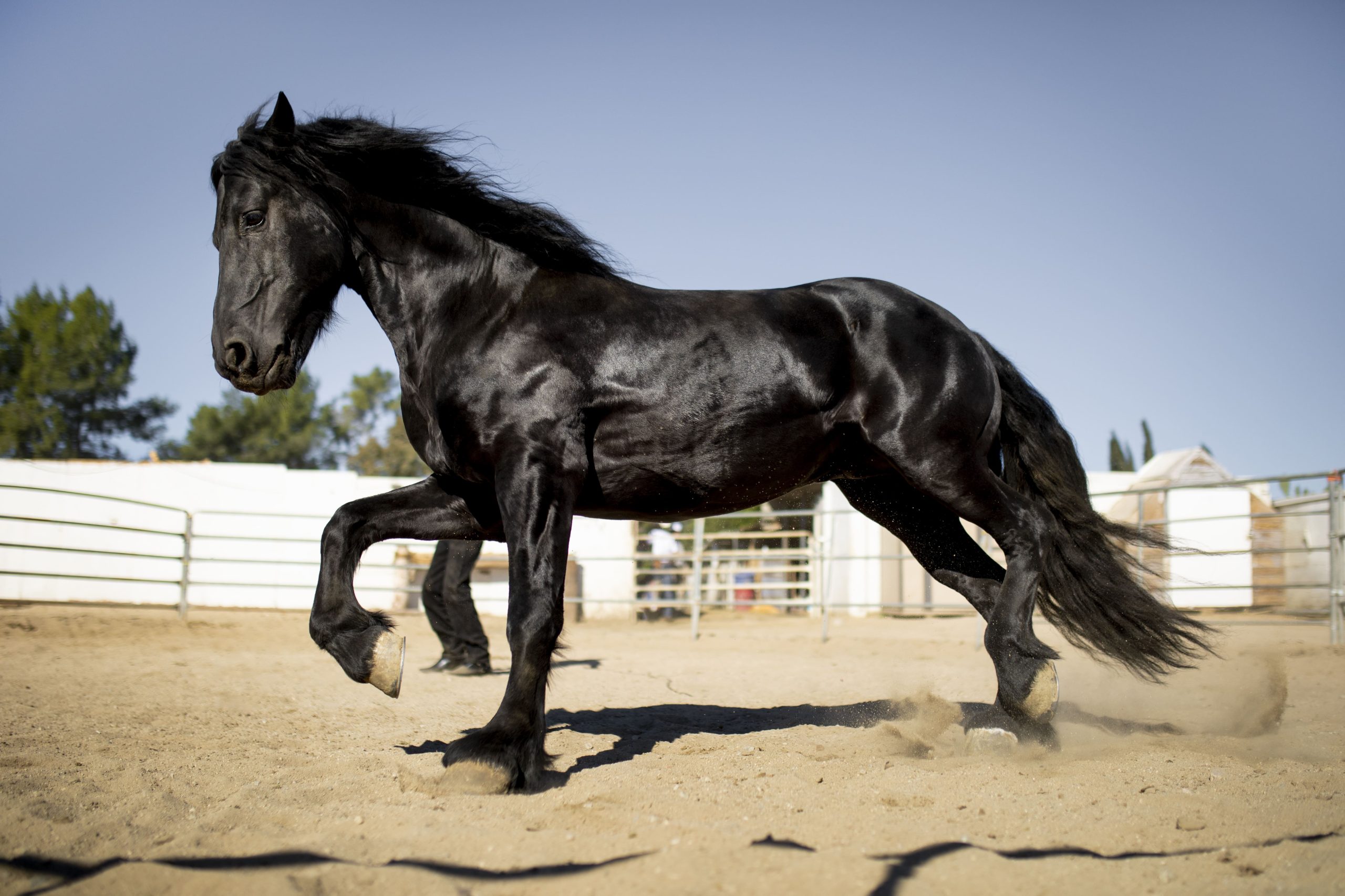 black arabian horse details and facts