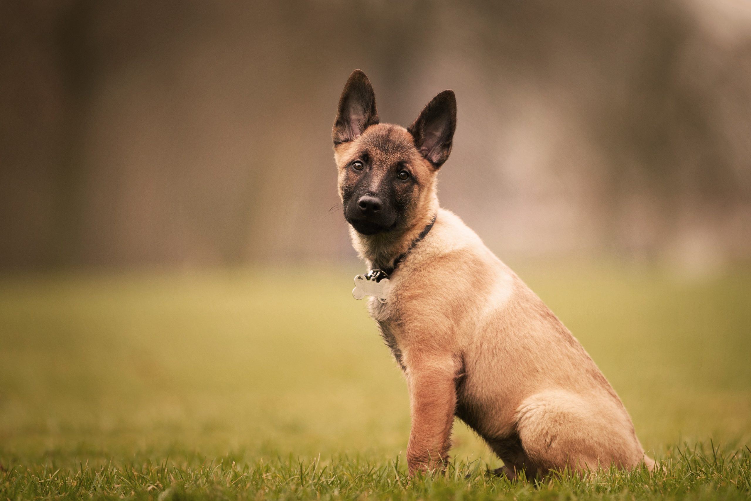  Dogs similar to German shepherds
