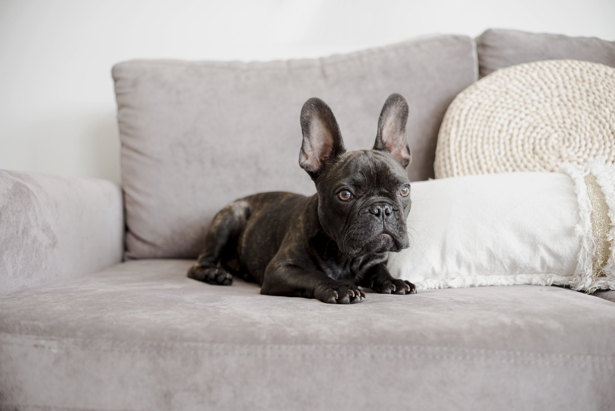  How to get rid of dog gland smell on furniture