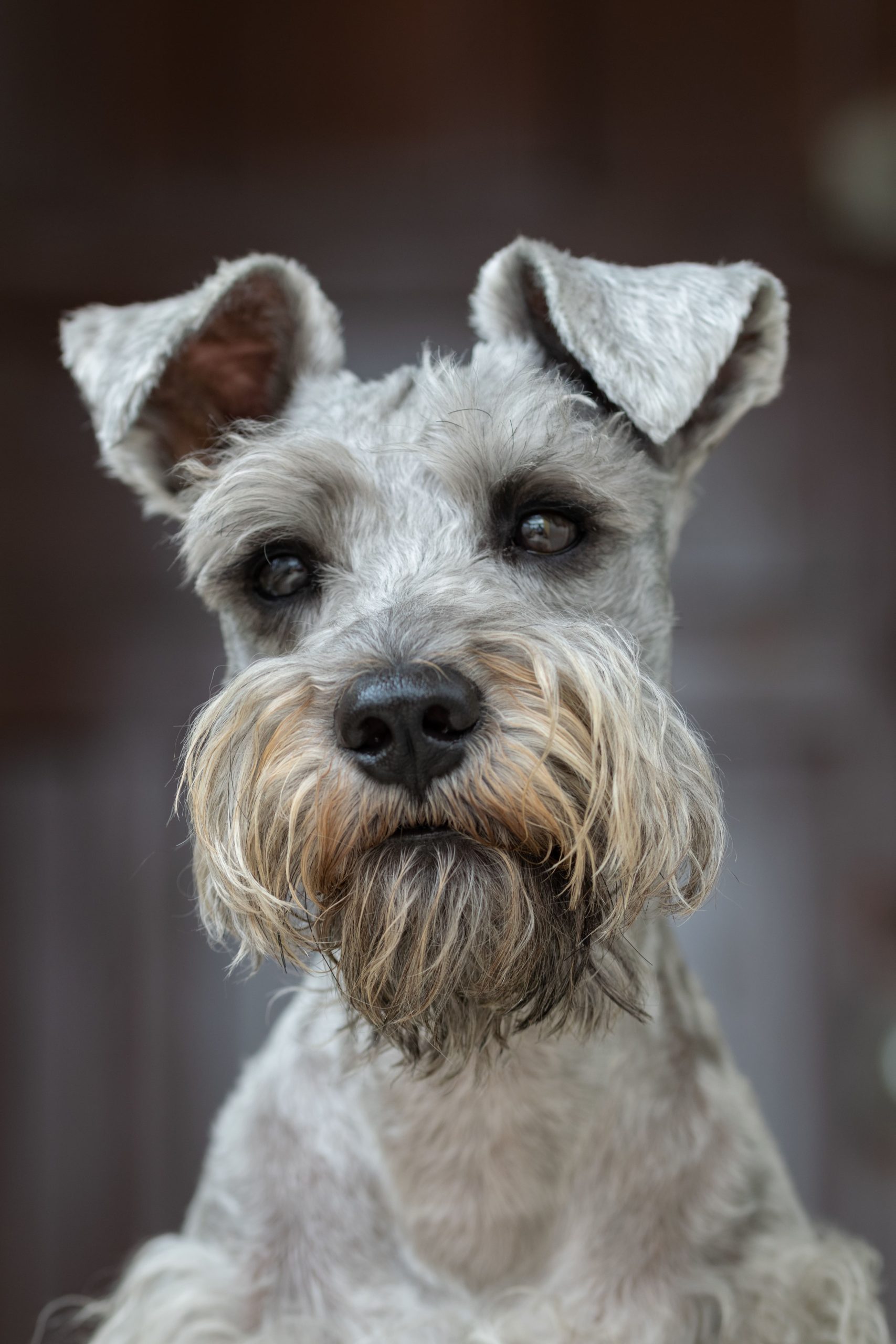why schnauzers are the worst dogs 