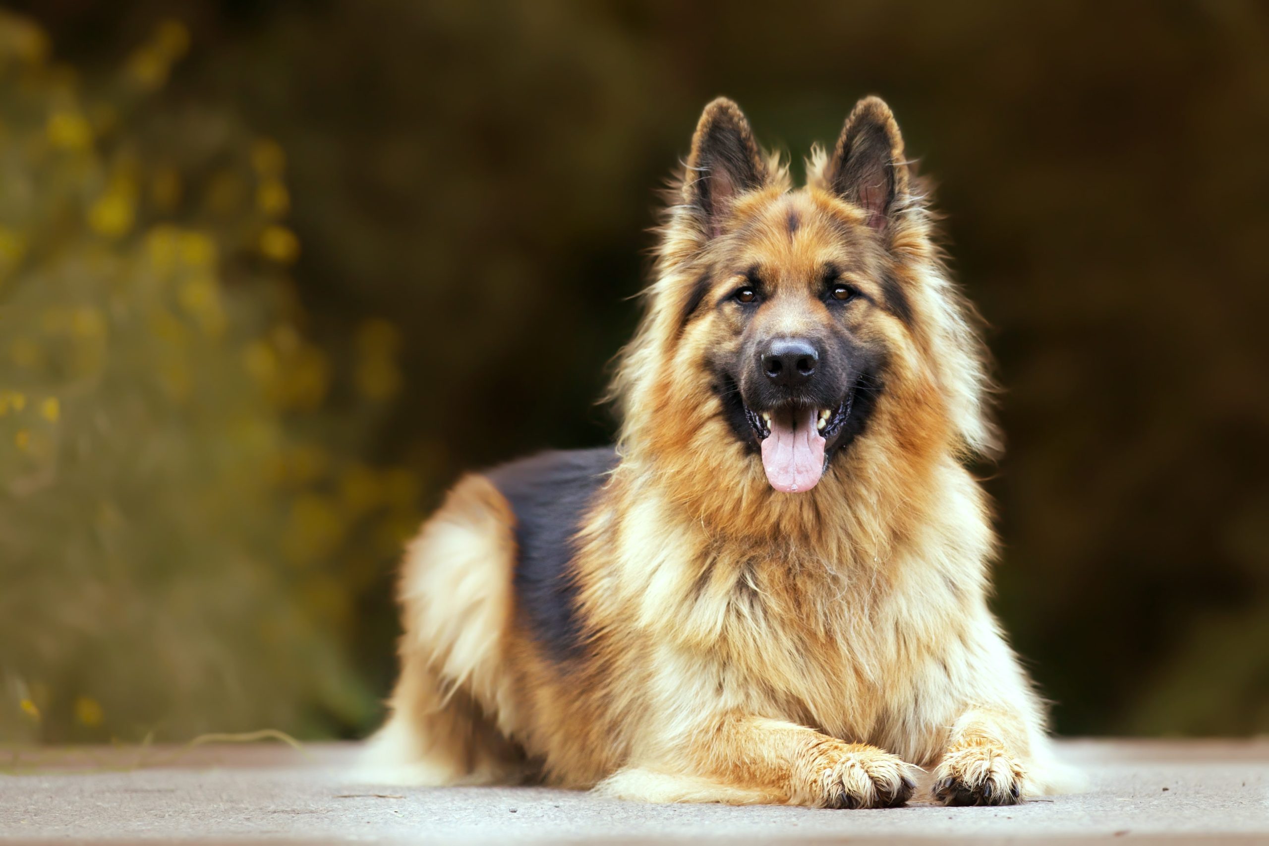  Dogs similar to German shepherds
