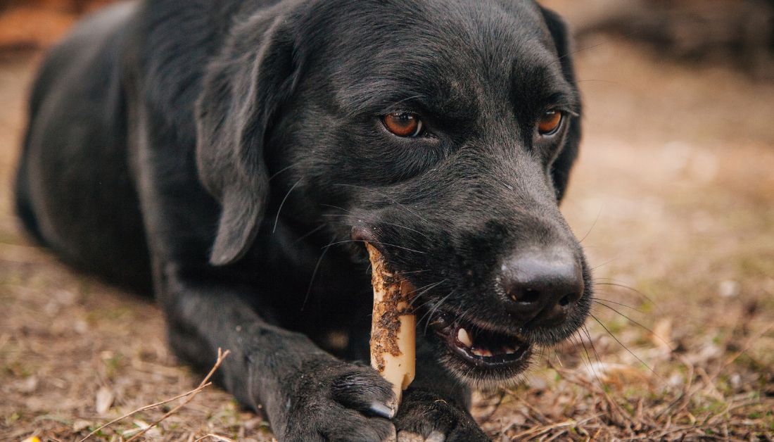  Can Dogs Eat Rabbit Bone?