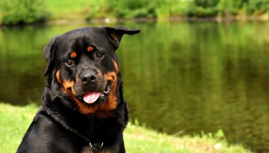 Dogs that Look Like Doberman but Aren't!