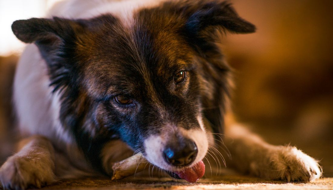  Can Dogs Eat Rabbit Bone?