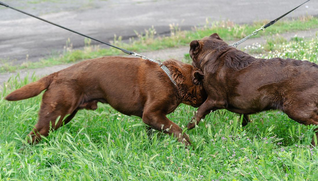   Female Dogs Fighting to Death

