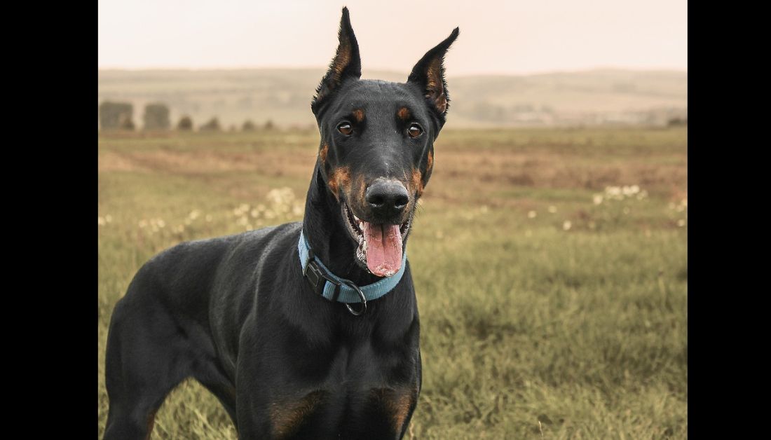 Dogs that Look Like Doberman but Aren't!