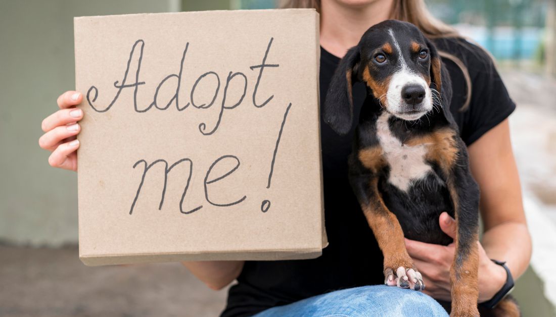 Pros and Cons of Adopting a Dog