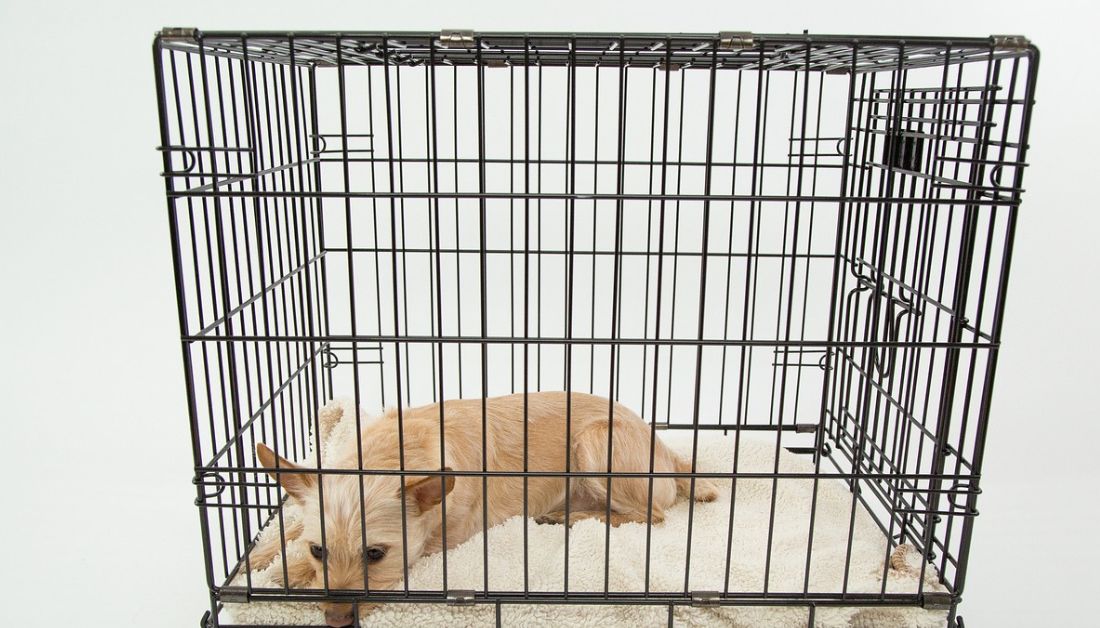 dog crate training pros and cons