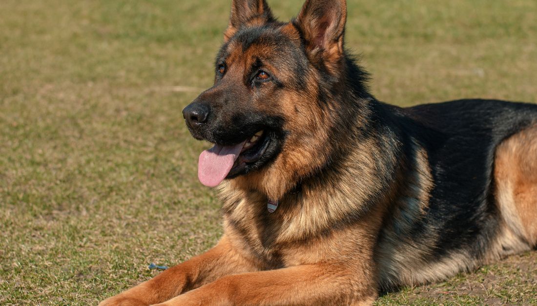 German shepherd as therapy dog