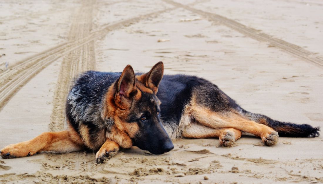 German shepherd as therapy dog
