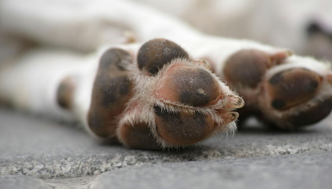 Old Dog Paws Slipping on Floor