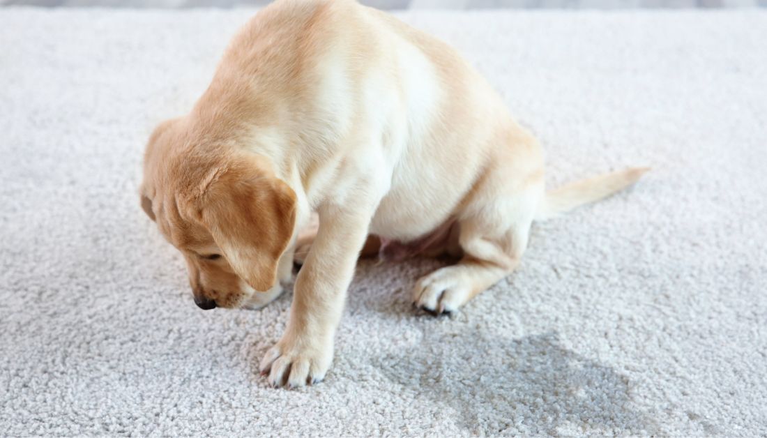 Prevent Dogs from Peeing on Carpet