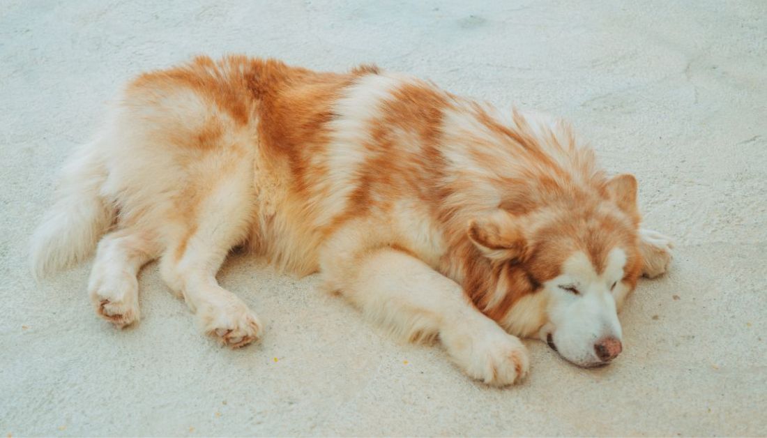 Why My Dog's Tail Wags When Sleeping