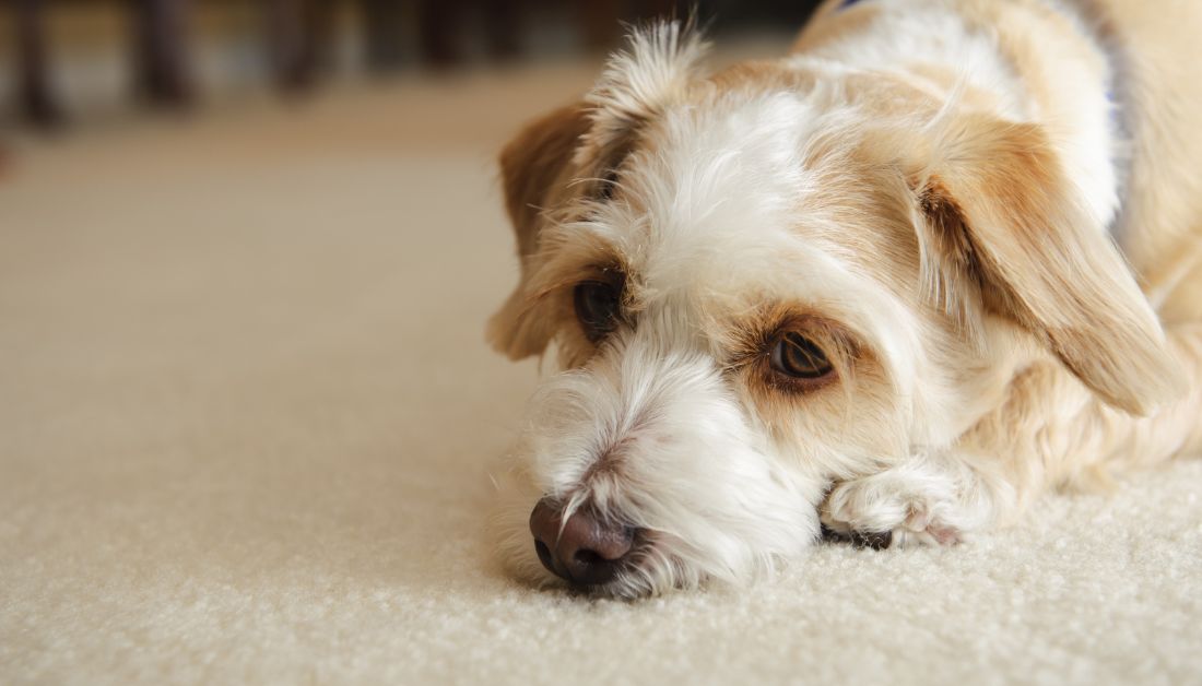 How to Know if Your Dog Maybe Nearing the End of their Life?