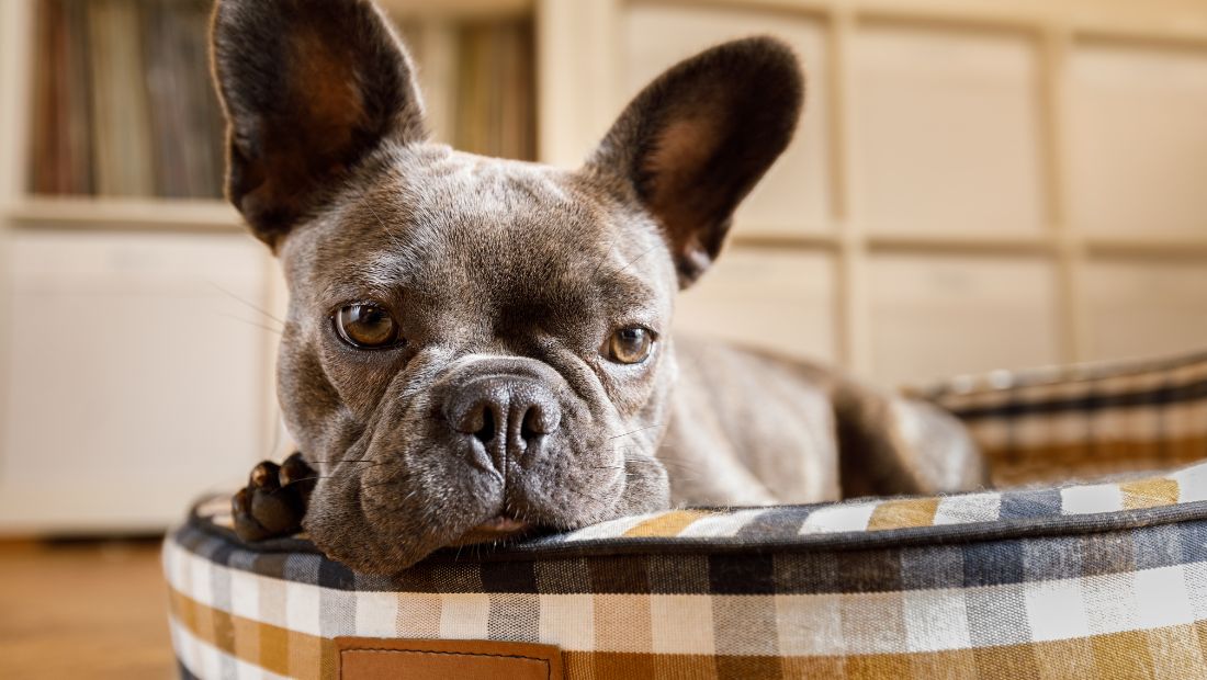 Dogs Lie Awake Thinking About Their Problems