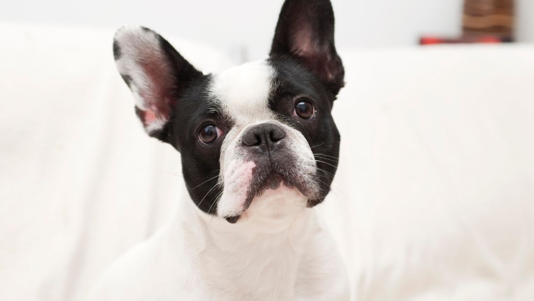 How to Care for a French Bulldog Puppy?