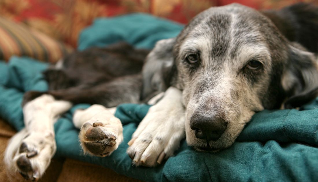 Recognizing the signs of dog kidney stones