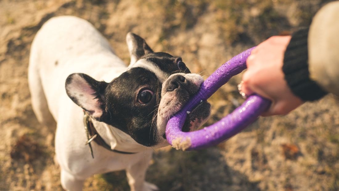How to Care for a French Bulldog Puppy?

