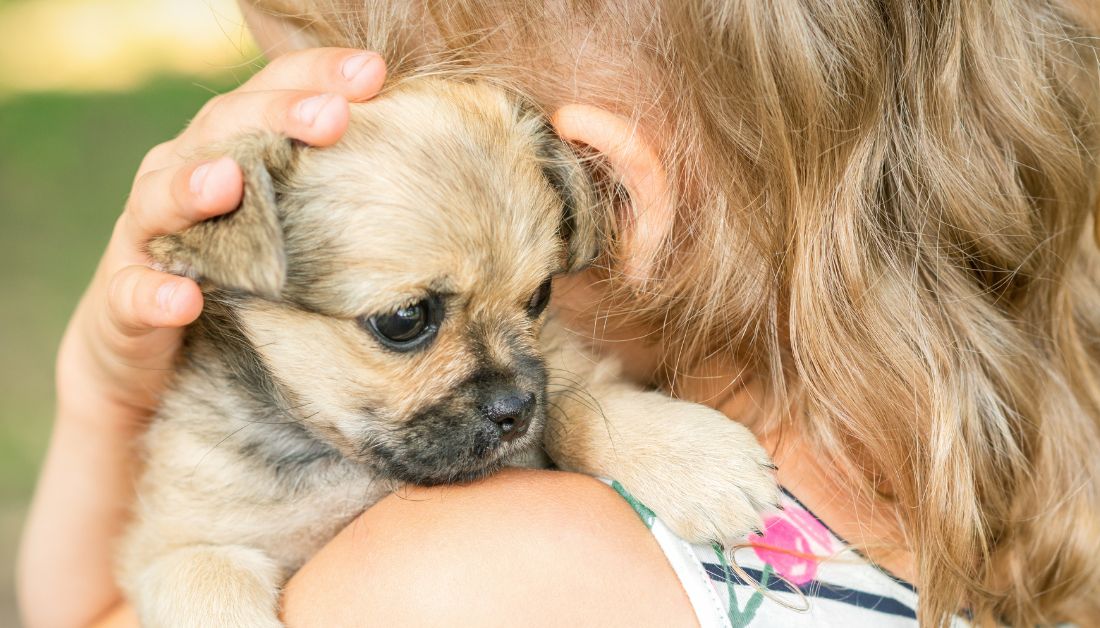 Why Do Dogs Sniff My Ears?