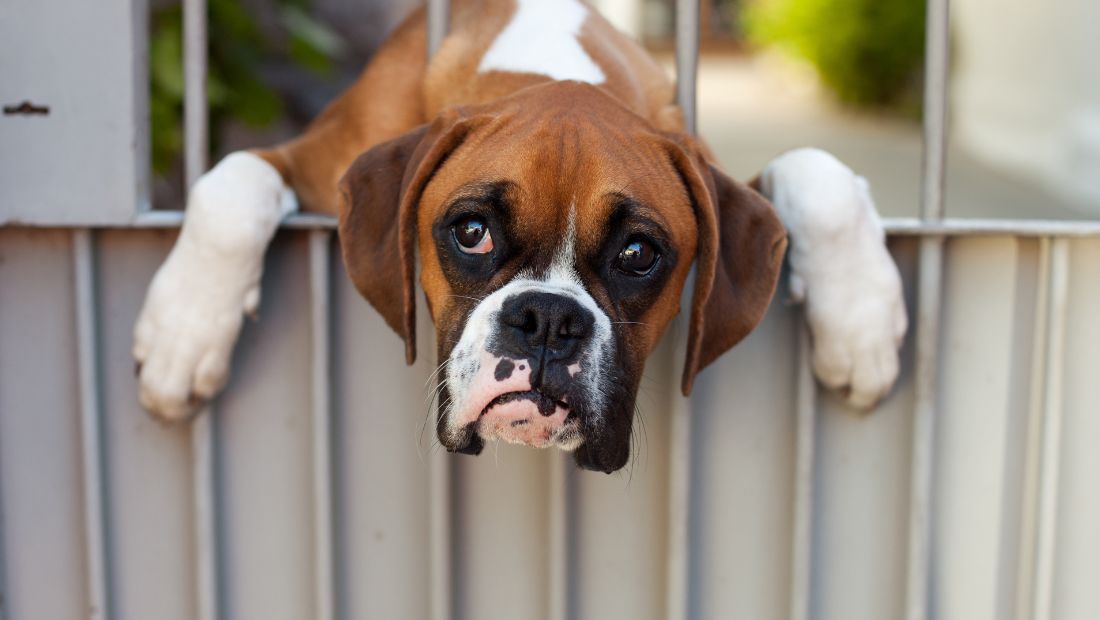 Are Boxers Good Family Dogs?