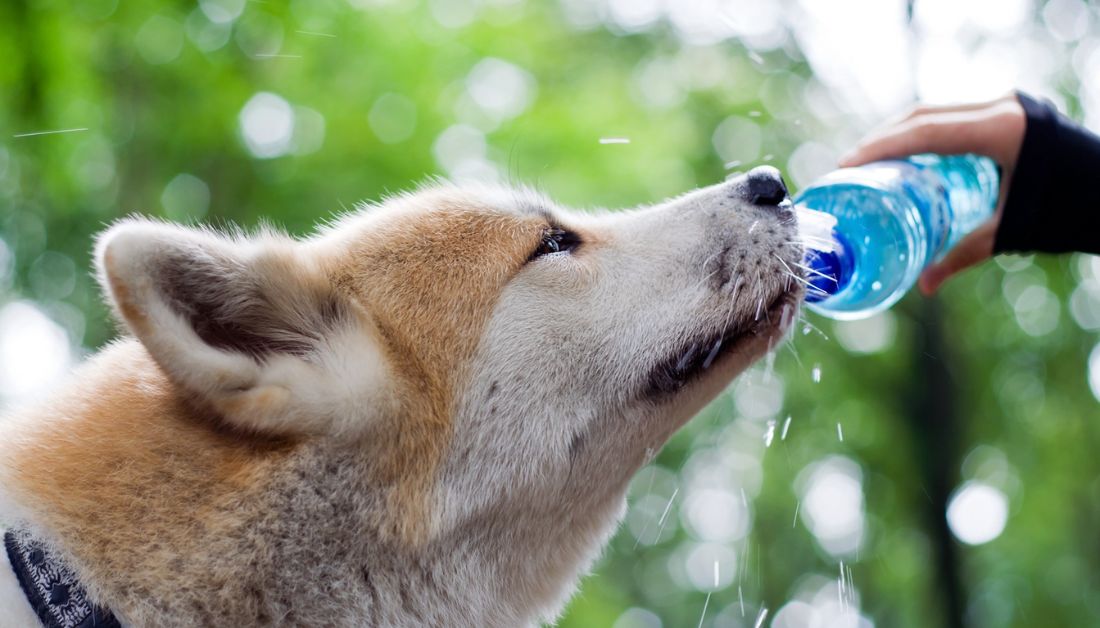 Senior Dog Drinking Lots of Water Suddenly?