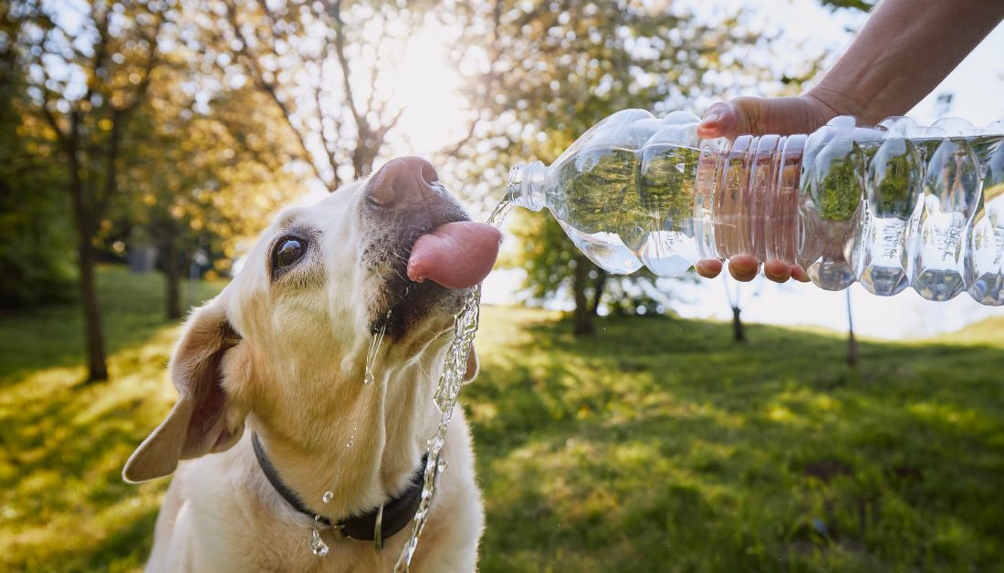 Senior Dog Drinking Lots of Water Suddenly?