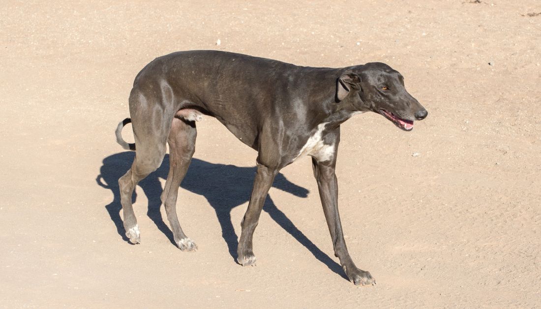 Dogs with Skinny Legs