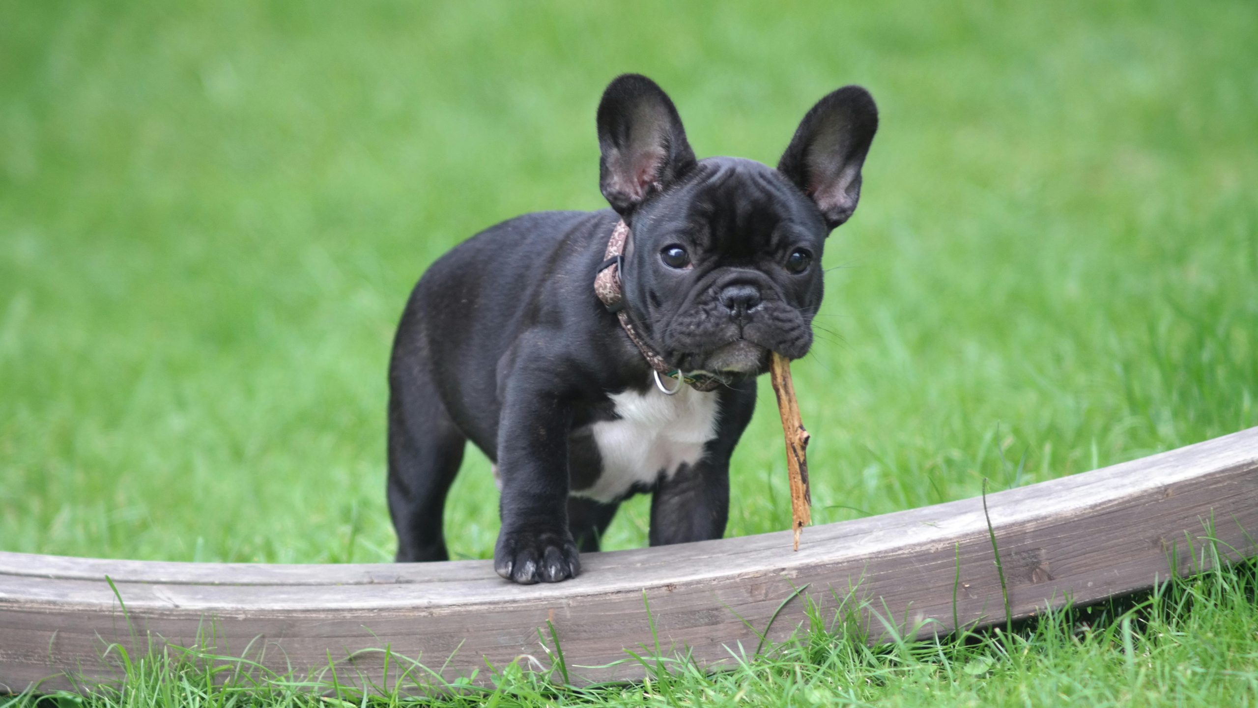 how much should my french bulldog eat