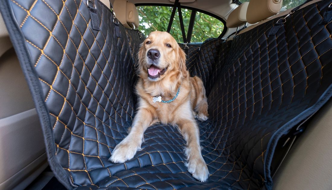 How should dogs travel in cars?