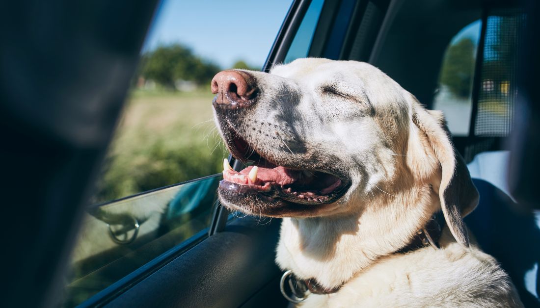 How should dogs travel in cars?