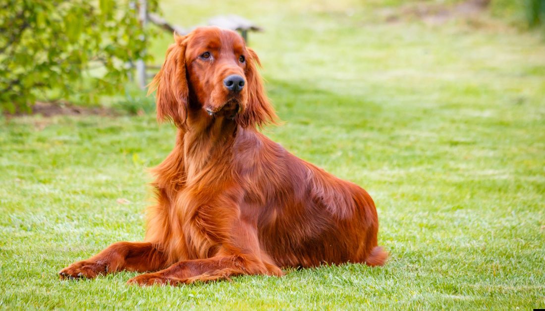 dog breeds that start with i