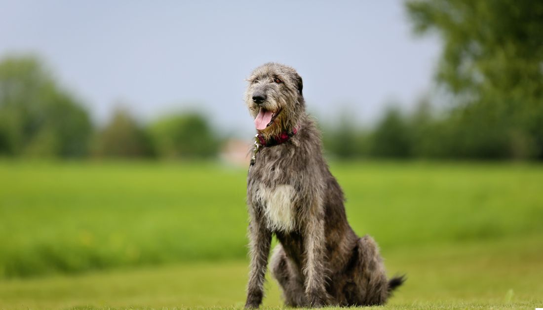 dog breeds that start with i