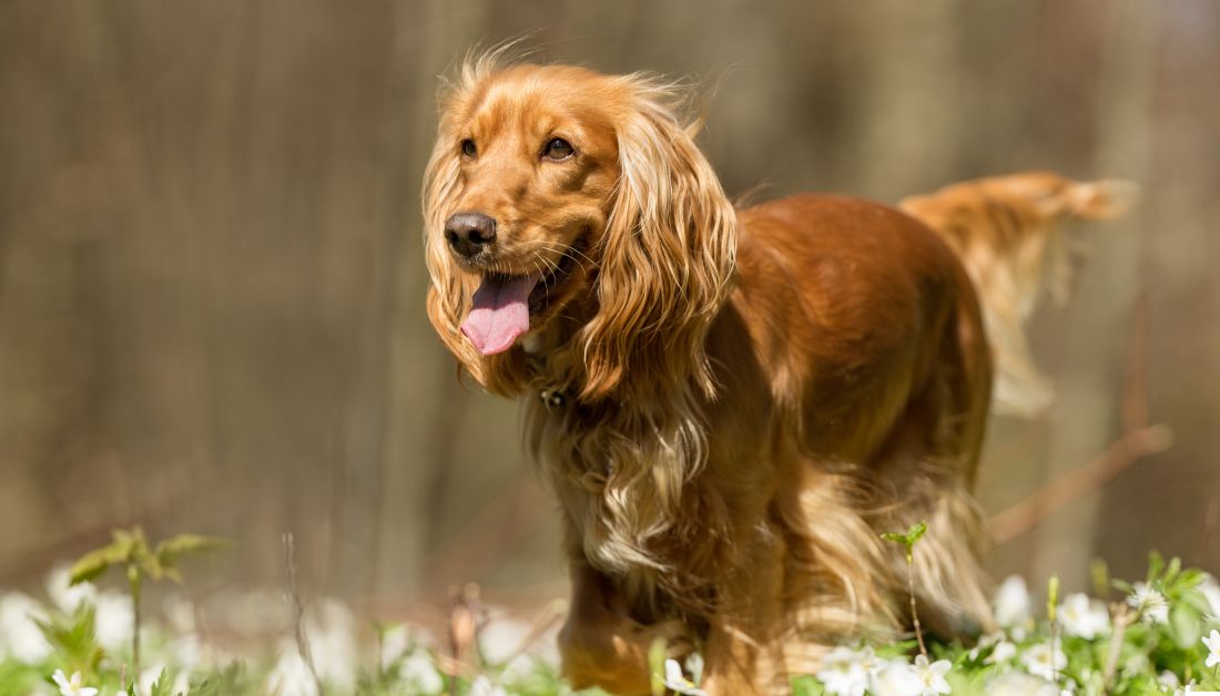 chestnut color dog