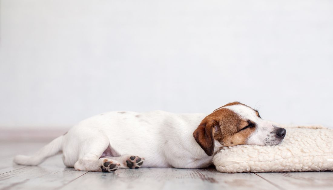 can dogs poop in their sleep