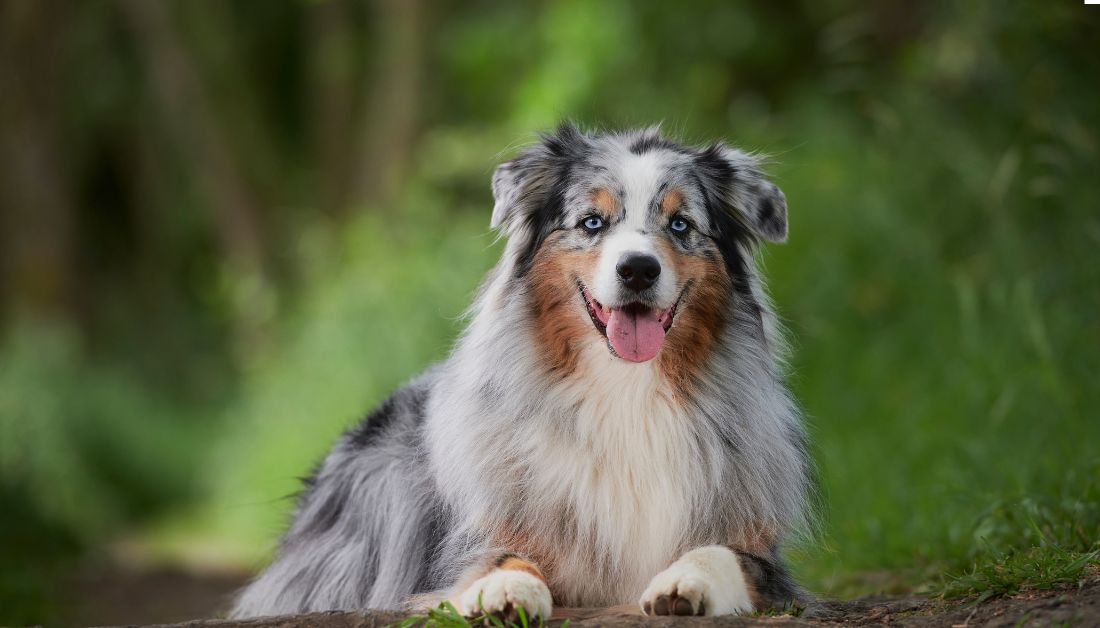 dog breed with yellow eyes