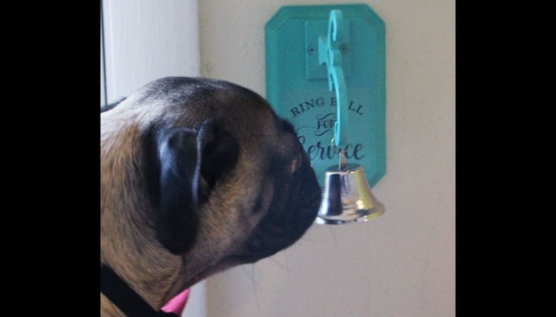 dog rings bell to go outside all the time