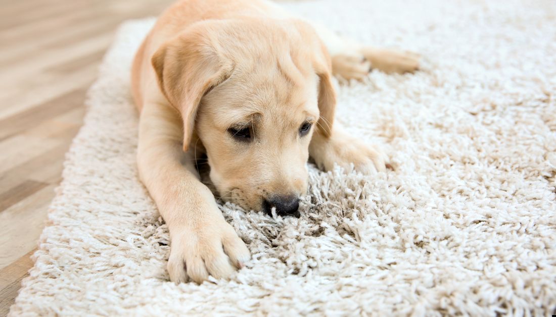 dog rips up carpet