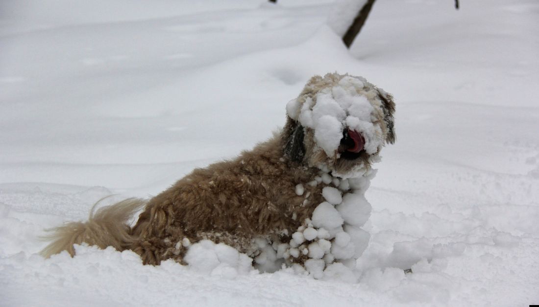 dog snowballs on fur
