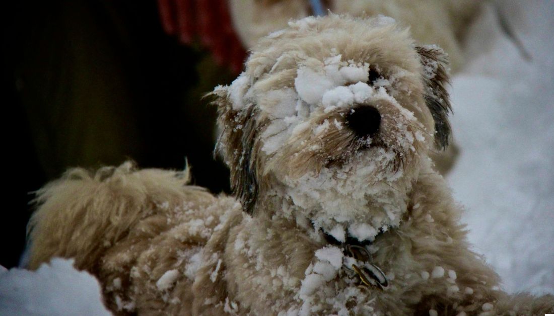 dog snowballs on fur