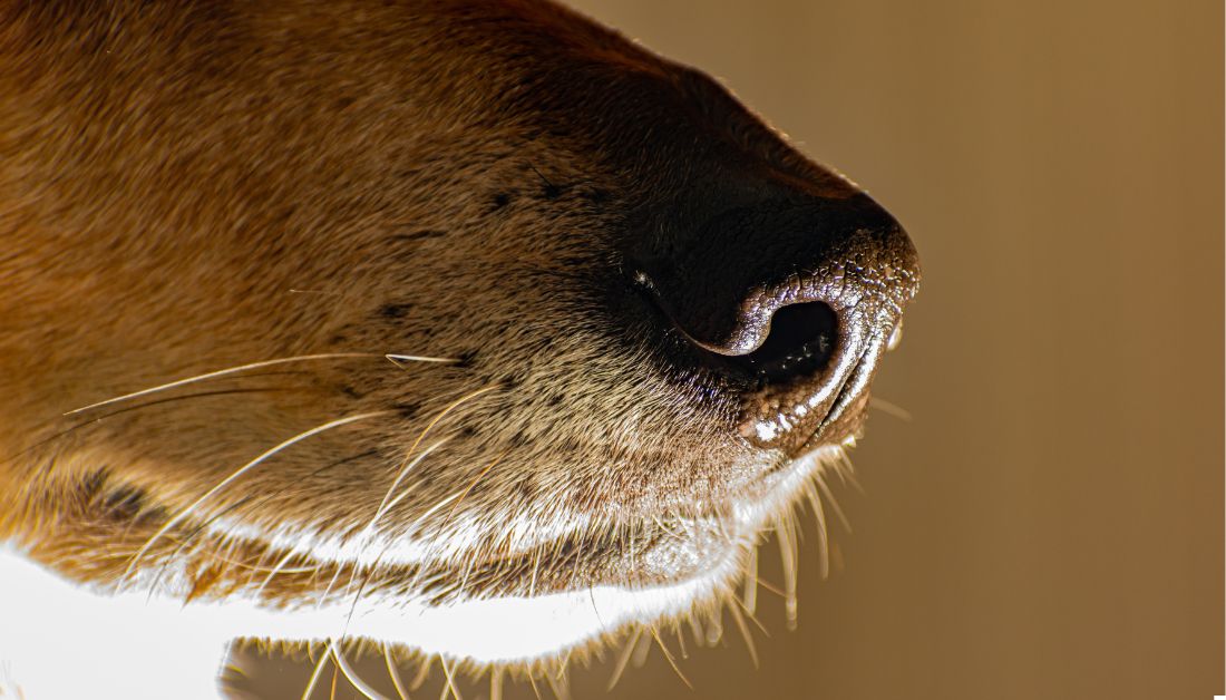 why do dogs have whiskers under their chin