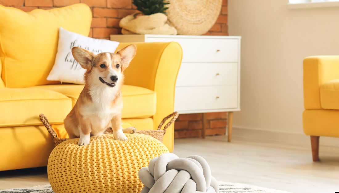 Are Corgis Good Dogs for Apartments?