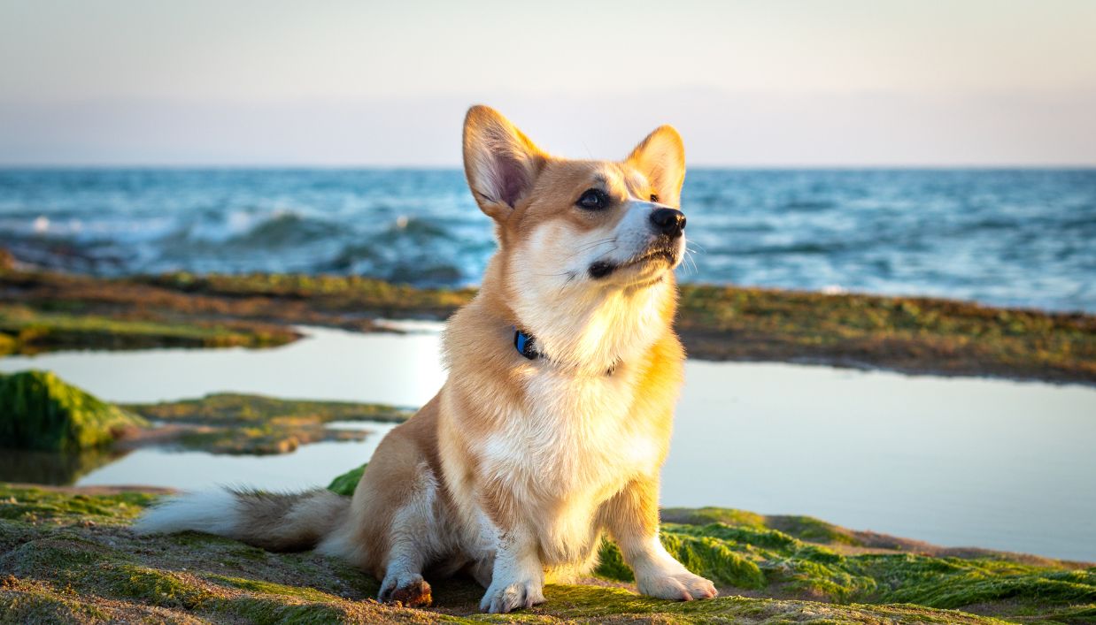Are Corgis Good Dogs for Apartments?