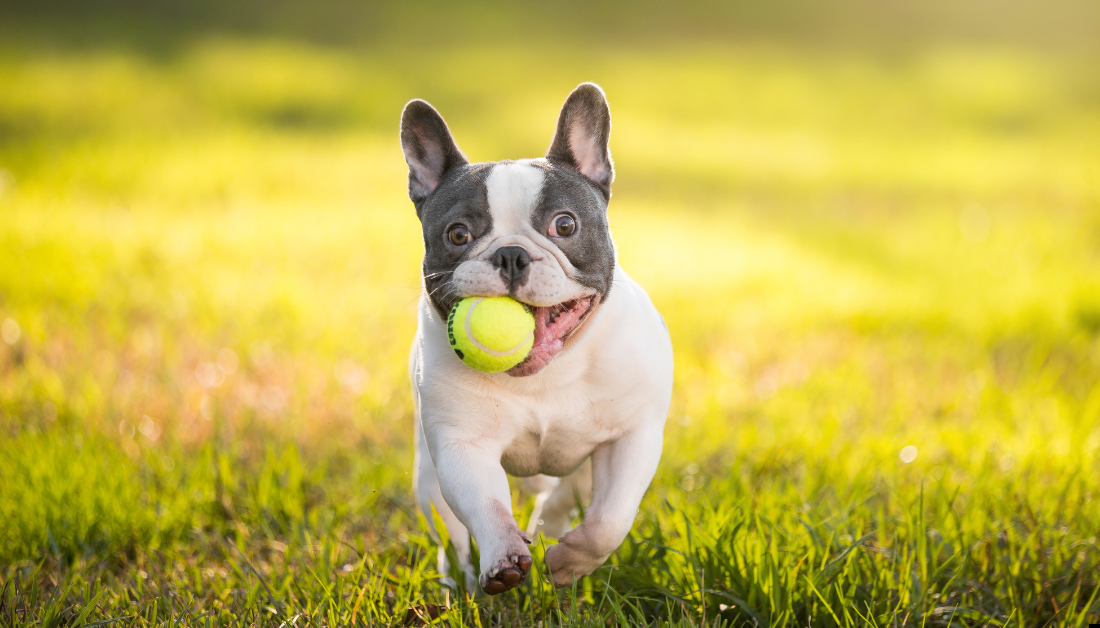 what color french bulldog sheds the least