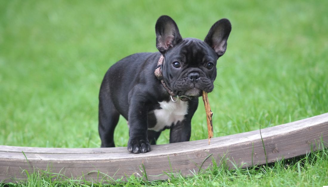 what color french bulldog sheds the least