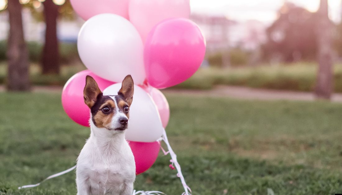 why are dogs scared of balloons